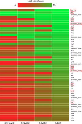 Antimicrobial Peptide Induced-Stress Renders Staphylococcus aureus Susceptible to Toxic Nucleoside Analogs